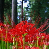 Lycoris radiata