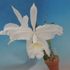 Cattleya lueddemanniana f.alba 'La Estrella'