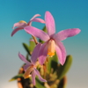 Cattleya reginae