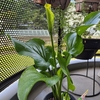夏のオクラを楽しみに蒔いた種から観葉植物が育ってしまった＆和食器は引っ越しに向かない