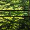 京都/青もみじの瑠璃光院～等伯に包まれる智積院