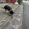 まろにー3039日目