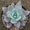 【エケベリア紹介 4】メキシカンジャイアント Echeveria colorata 'Mexican Giant'