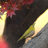 近くの公園に鳥を見に行った日記（２０２１　１１２３）その１。