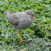 また、近くの県へ鳥を見に行った日記。（２０２１　０５１２）その３。