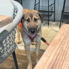 2025年4月22日🐾 今日のマヤ暦