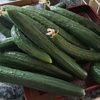 今年のカラスはからす。野菜は順調です。
