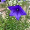 キキョウ・・咲き始めました