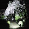 川越は満開で～す♪