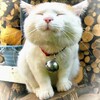 チキン屋の減少、、、