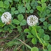 学生生活の記憶（640）：シロツメクサ（白詰草）-Trifolium repens-  “White clover”