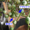 グリーンネックレスに害虫被害再び