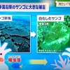 サンゴの白化