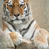 アムールトラ Panthera tigris altaica