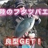 高知県松尾の磯で釣り納め！陸のフタツバエで良型尾長グレGETだぜぃ！（動画あり）