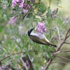 ニシハチマキミツスイ(Western Honeyeater)