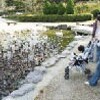 大合唱で餌ねだる　カモ飛来（岡山県深山公園）