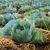 Purchase Different Varieties of Cabbage from Reputed Cabbage Suppliers