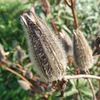 菜園の様子29