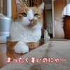 ヤバいよ！ヤバいよ！どんどん近づいてくるよ！