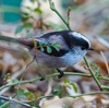 公園の野鳥達（３月１２日）エナガ