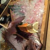 釣船茶屋ざうお 目黒店｜漁師体験！？釣って食べるエンタメ居酒屋