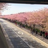 三浦海岸の河津桜満開！
