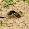 鳥の観察記録：まったり感満載の「ヒバリの砂浴び」