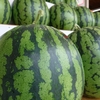 尾花沢市の歴史と史跡をご紹介！(近世江戸時代～近現代編)🍉