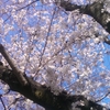 東京の桜