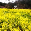 広島県世羅郡世羅町にある世羅高原農場の花々 ④