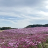 花って素敵やん