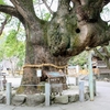 パワーを感じるご神木！【大麻比古神社】と【道の駅 第九の里】周辺