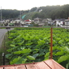 2016年7月7日　　　　蓮田の物見台