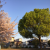 朝の桜