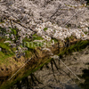 信州　長野県上田市　上田城跡のお堀の桜４