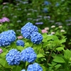 ❀本土寺に訪問しました❗その①　序盤の紫陽花です😊