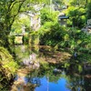 滋賀県、醒ケ井、『梅花藻めぐり』に行ってきました。　バイカモ　夏旅 