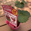 春のイチゴ苗🍓