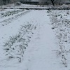 東京でも雪が降り混乱しました❄️