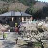 2018年3月10日(土)越生梅林(入間郡越生町)
