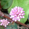 (302) Persicaria capitata