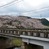 土山鮎河の桜風景その１