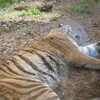 追憶の旭山動物園