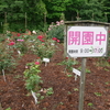 『岐阜市畜産センター公園』のバラ園。