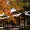 お寺のもみじ！(別日)