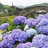 雨のアジサイ、石橋に映え