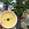 真夏にイチゴが作れたけど、予想外の訪問客も来た話【イチゴの水耕栽培】
