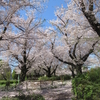 満開の桜と子どもたち