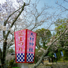 2019.03.29   大村公園の桜は5分咲きくらいやったね。